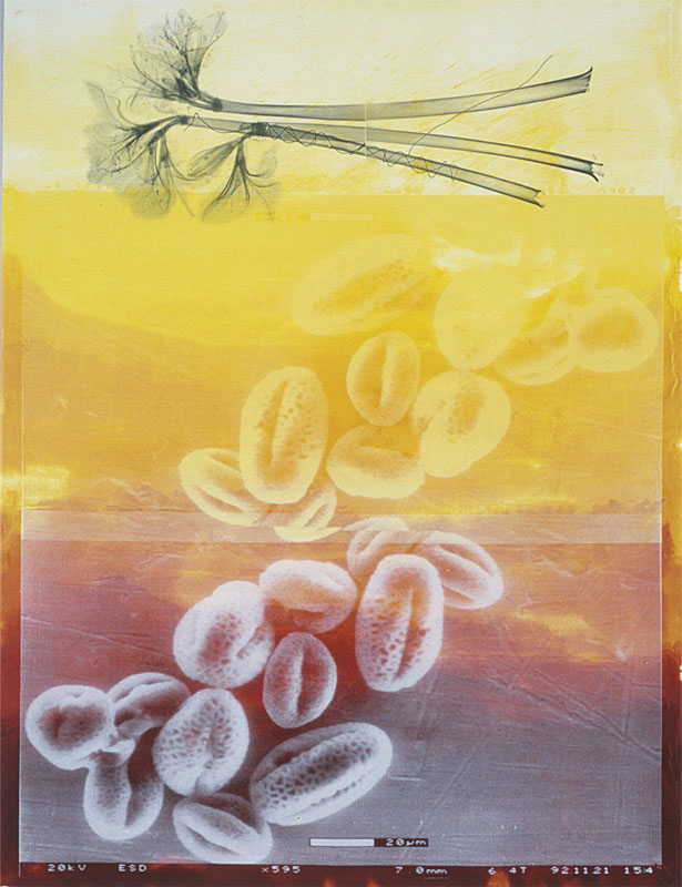 Source Material, 2000. pigment dispersion and silk-screen on canvas. 62 x 48 inches, 158 x 122 cm.