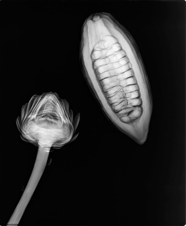 Rainforest Flower, 2008. Carbon on Cotton print. Archival paper, pigment inks. Approximate  size: 30" x 24" (76cm x 61cm).