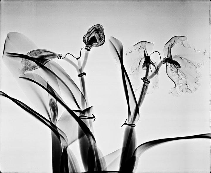Orchid Architecture, 2008. Carbon on Cotton print. Archival paper, pigment inks. Approximate  size: 24" x 30" (61cm x 76cm).