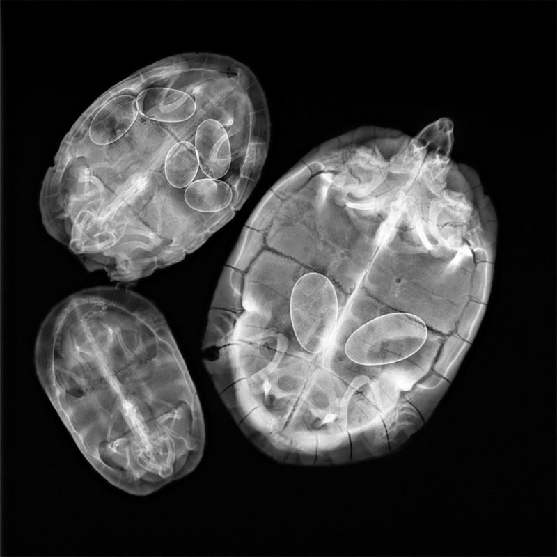 Turtle Eggs, 2011. Carbon on cotton print. 24 x 24 inches. 