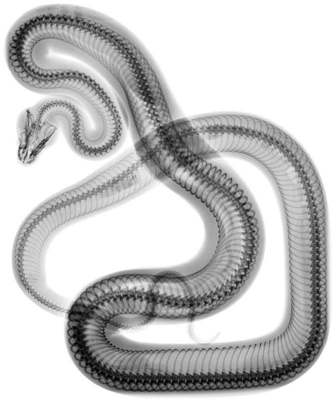Serpent, 2010. Carbon on cotton print. 28.5 x 24 inches. 