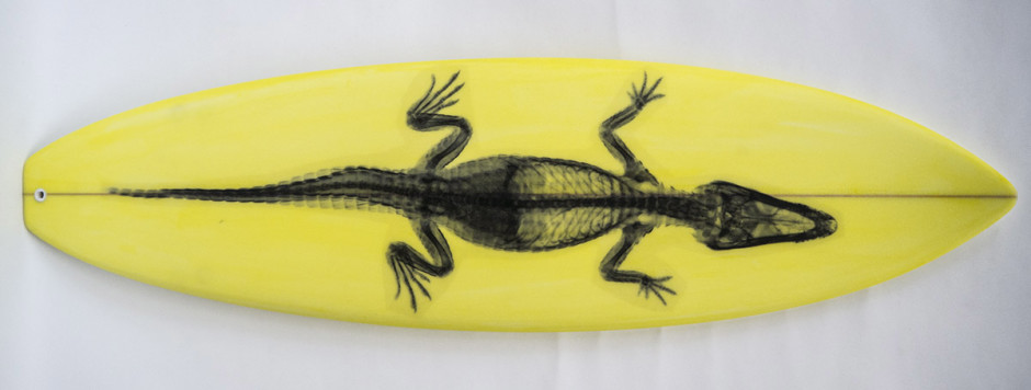 004, Black Gator on Yellow, 2013. Square Tail Thruster, 70.5 inches x 20 inches
