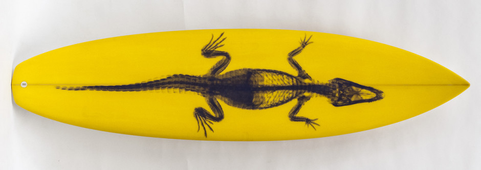 011, Purple Alligator on Yellow, 2014. Diamond Tail Thruster. 82 x 20 inches