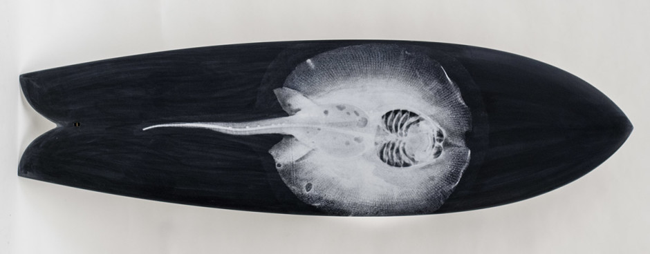 012, White Ray on Black, 2014. Swallow Tail Dual Fin, 74 inches x 22 inches