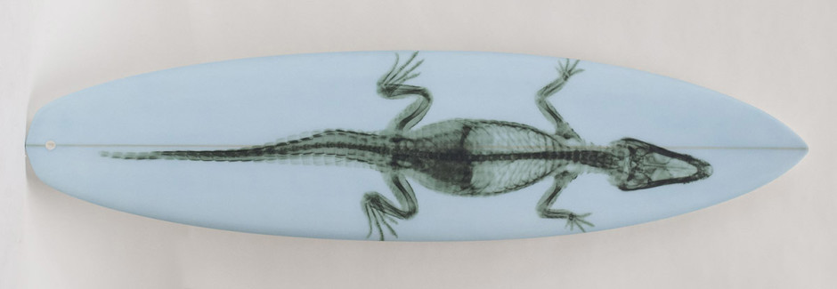 013, Green Gator on Pale Blue, 2014. Diamond Tail, 87.5 x 22 inches