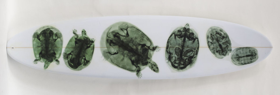 026, Green Turtles On White, 2014. Long Board, Round Tail, Thruster, 94 x 22 1/2 inches