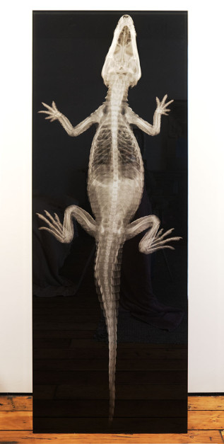 Gator 1, 2012, inkjet jet spray on laminated glass, 71.5 x 24.5 x 1 inches