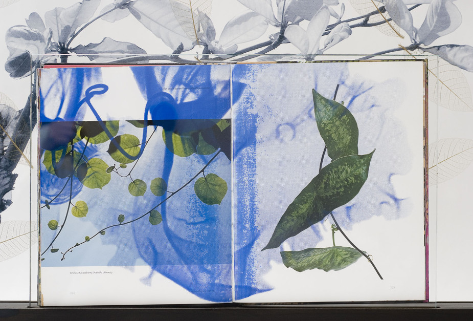 Re-Leaf (detail), 2010, Silk-screened book, jet spray on laminated glass in steel base, 23.5 x 27 x 2.5 inches
