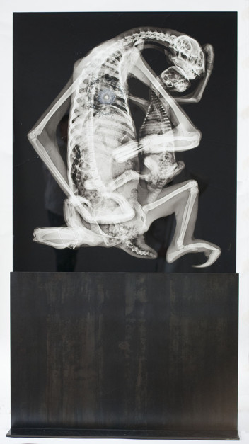 Shot Sloth Pieta, 2014, inkjet jet spray on laminated glass in steel base, 82 x 36 x 1.125 inches