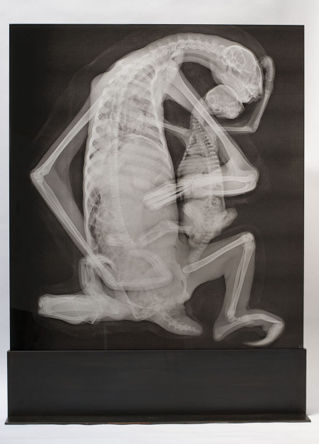 Study for Sloth Pieta, 2014, inkjet jet spray on laminated glass in steel base, 46.5 x 36 inches