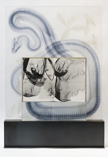 Snake Leaves, 2011, Silk-screened book, jet spray on laminated glass in steel base, 45 x 32 x 5 inches