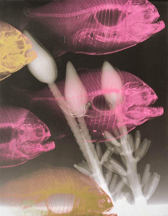 Species On The Move, June 2019 Inkjet and silkscreen on canvas 27.5x21.5”