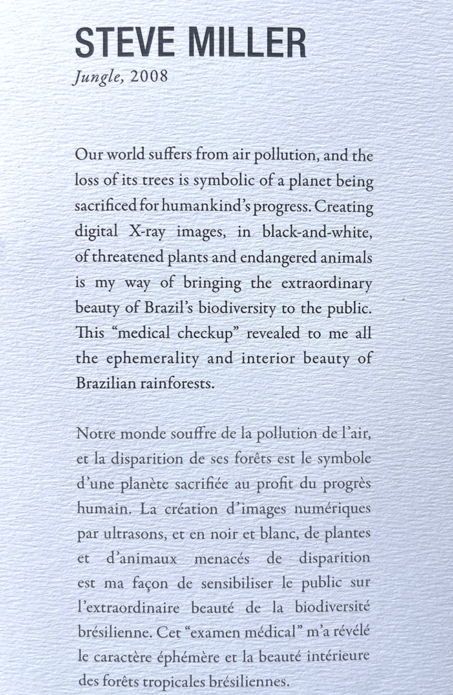 Steve Miller, Trees in Focus