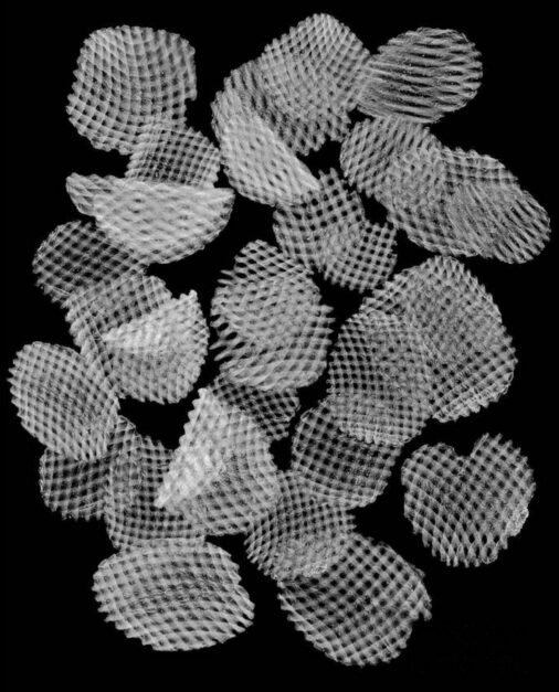 Steve Miller, Potato Chips