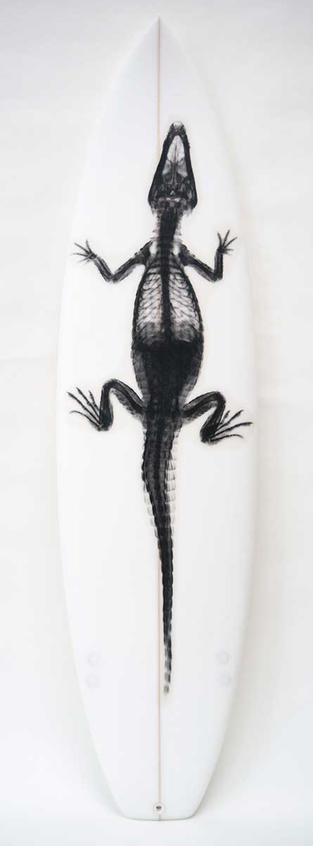 GatorBlackOnWhite003FullFront