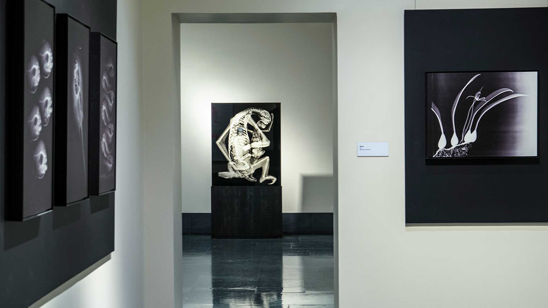 National Academy of Sciences, “Health of the Planet“, Washington DC, Installation view