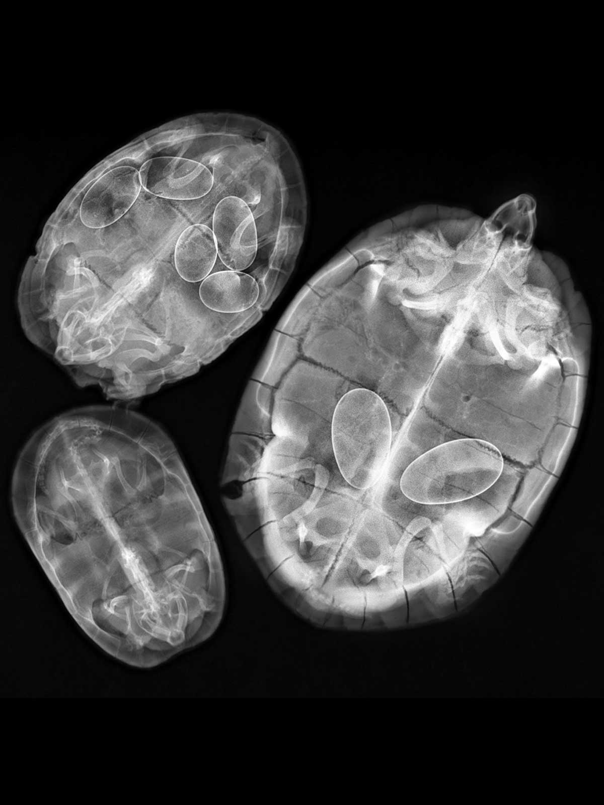 Turtle Eggs 2016